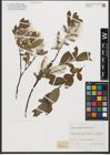 Foto von Salix waldsteiniana Willd.